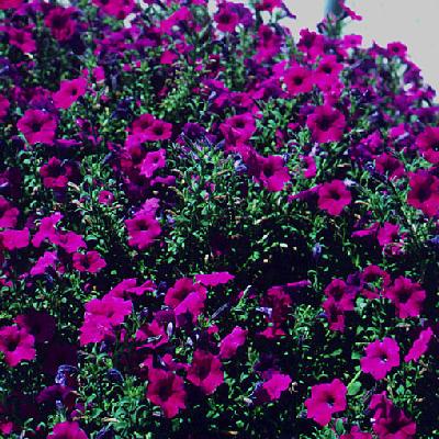 Ivy Brambles Enrapture Yarn - 120 Petunias Ivy Brambles Enrapture Yarn - 120 Petunias